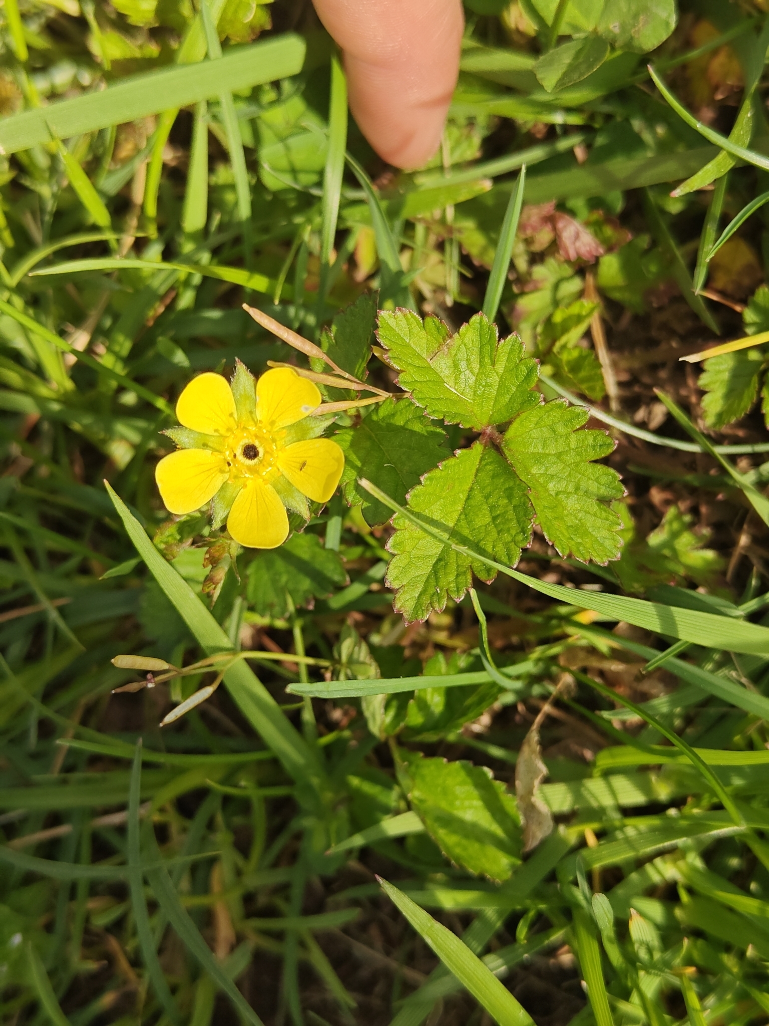 Mock Strawberry (Potentilla indica)