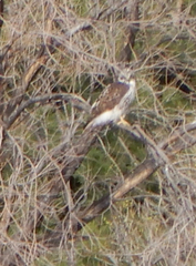 Buteo jamaicensis