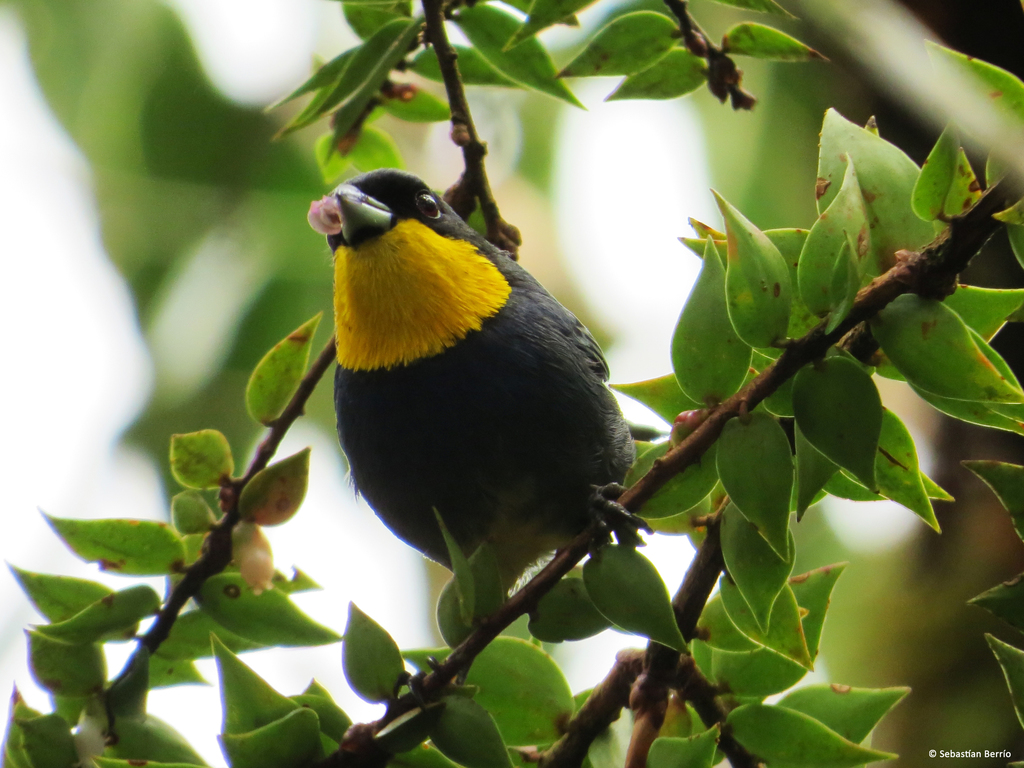 Purplish-Mantled Tanager