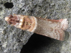 Calguia defiguralis