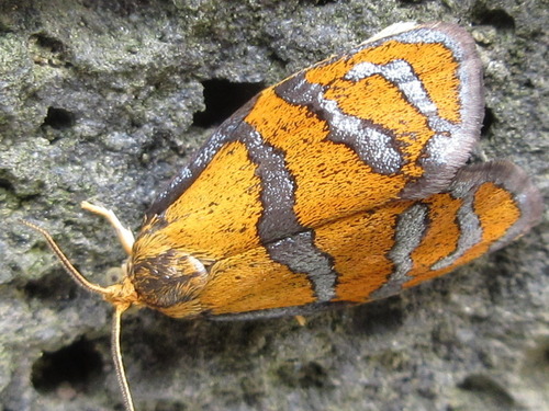 Brindled Tortrix, photo 5 of 10