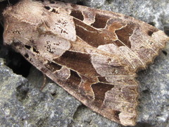 Clavipalpula aurariae