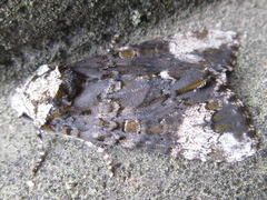 Craniophora ligustri