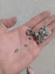 Brachidontes exustus