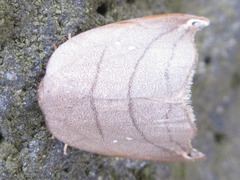 Pseudalbara parvula