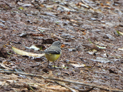 Madagascar Wagtail (Motacilla flaviventris)