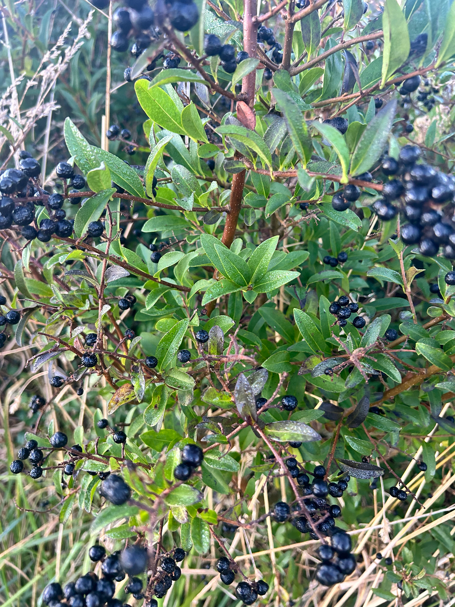 Common Privet (Ligustrum vulgare)