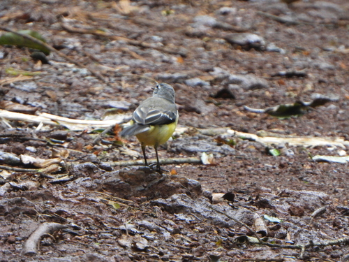 Madagascar Wagtail (Motacilla flaviventris), photo 7