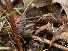 Clematis glaucophylla