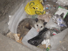 Didelphis virginiana