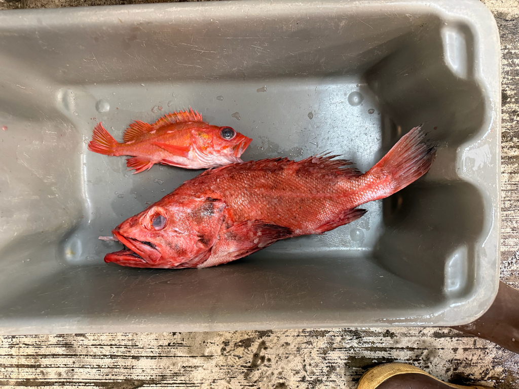 Rock cod (Sebastes helvomaculatus) — Sebastidae