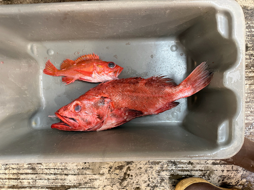 Rock cod (Sebastes helvomaculatus) — Sebastidae