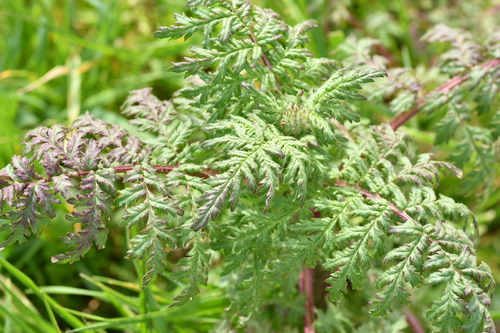 Lacy phacelia (Phacelia tanacetifolia)