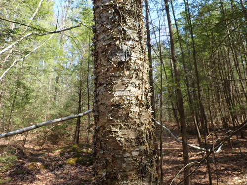 Yellow Birch (Betula alleghaniensis)