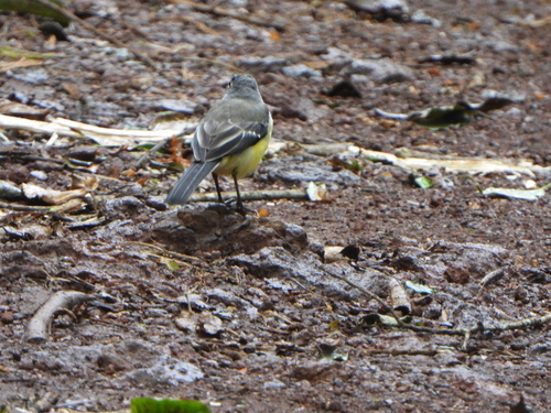 Madagascar Wagtail (Motacilla flaviventris), photo 2