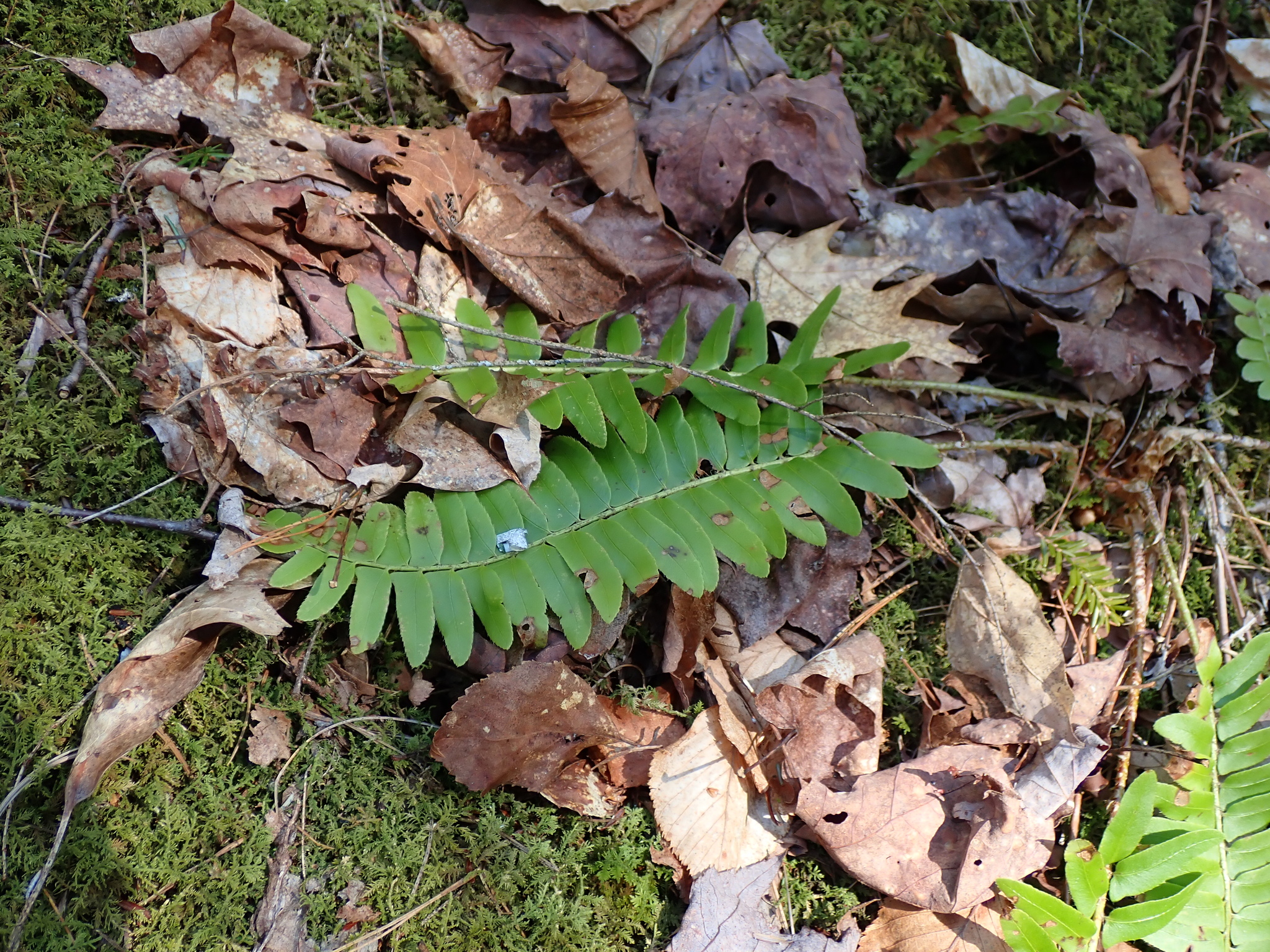 Christmas Fern (Polystichum acrostichoides)