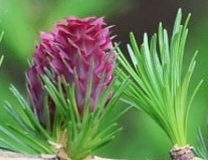 European larch (Larix decidua)