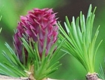 European Larch (Larix decidua)