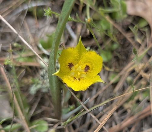 Yellow Star-tulip (Calochortus monophyllus)