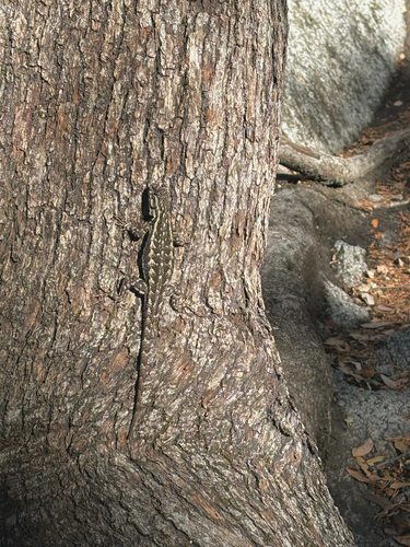 iNaturalist observation photo of Spiny Lizards