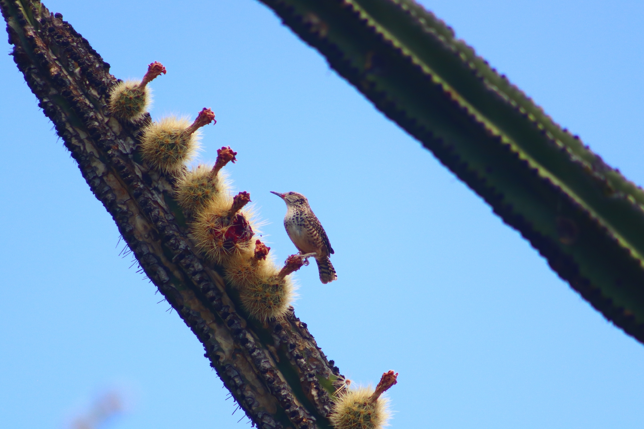 Spotted Wren (Campylorhynchus gularis), photo 8