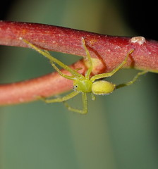 Neosparassus patellatus