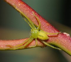 Neosparassus patellatus