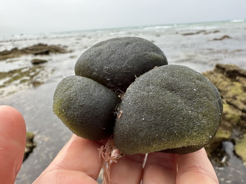 Basque Beret (Codium bursa)