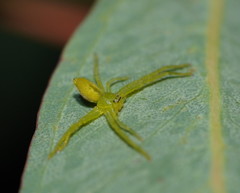 Neosparassus patellatus