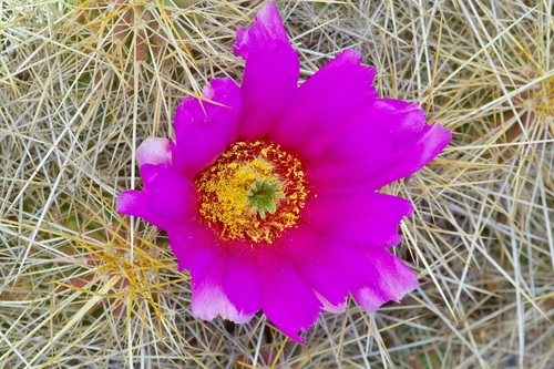 strawberry hedgehog cactus (Echinocereus stramineus)