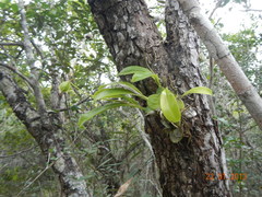 Prosthechea boothiana
