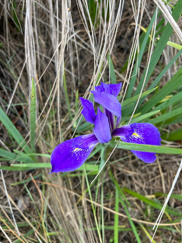 Prairie Iris (Iris savannarum)