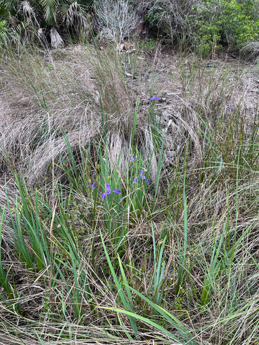 Iris savannarum, photograph 3