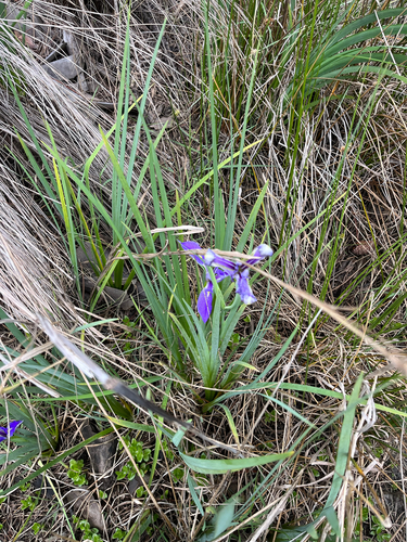 Iris savannarum, photograph 2