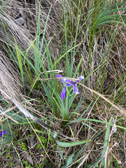Iris savannarum, photograph author not stated, no rights reserved