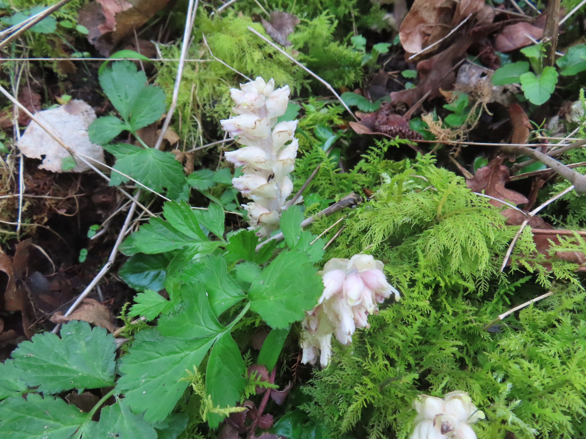 Toothwort (Lathraea squamaria)