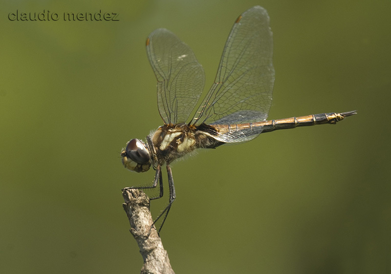 Austral Saddlebags