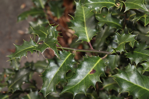 European holly (Ilex aquifolium)