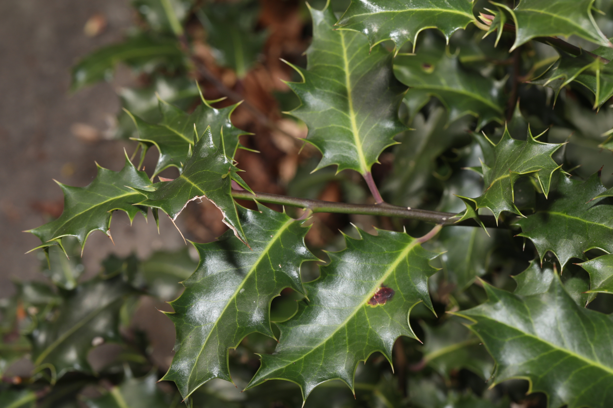 European Holly (Ilex aquifolium)