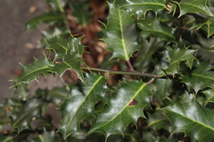 European Holly (Ilex aquifolium)