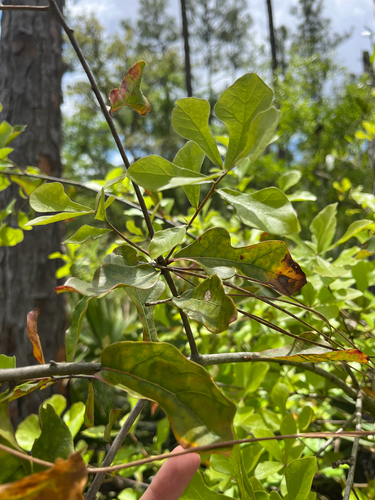 Water Oak (Quercus nigra)