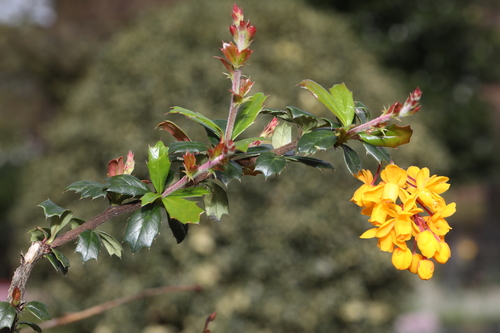 Darwin's Barberry (Berberis darwinii)