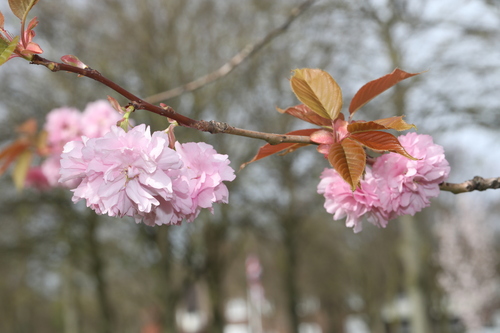Japanese Cherry (Prunus serrulata)