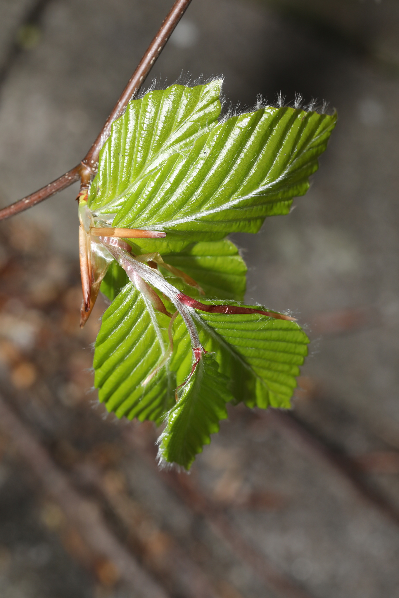 European Beech (Fagus sylvatica)