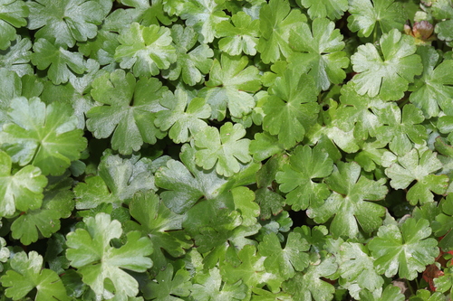 Shining Geranium (Geranium lucidum)
