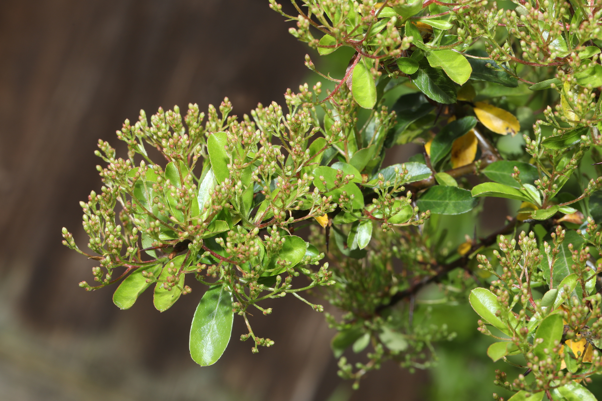 Firethorn (Pyracantha coccinea)