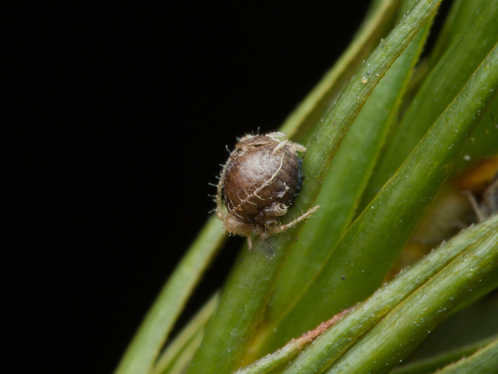 Aphid