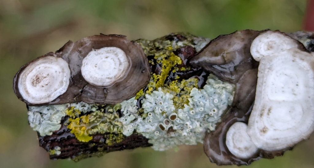 Trametes conchifer · April 2026 · photo: © bryn_ (iNaturalist, cc-by)