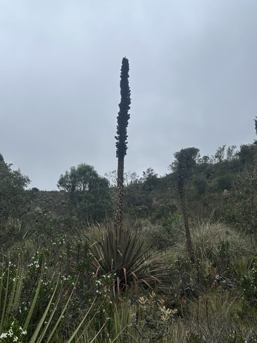Puya goudotiana
