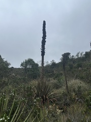 Puya goudotiana